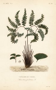 Northern maidenhair fern or five-fingered fern by Unbekannt