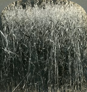 Oats Growing, Pennsylvania, USA by Unbekannt