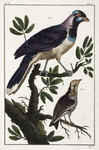 Tropical birds: Cayenne jackdaw and Moluccan cotinga
