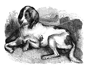 Old English Hound