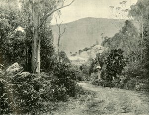 On the Illawarra Road, N.S.W., 1901