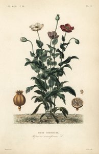 Opium poppy by Unbekannt