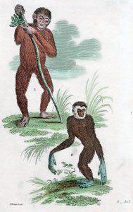 Orangutan and Gibbon, 1822 by Unbekannt
