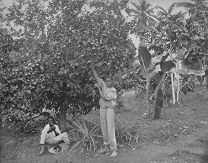 Orange-Picking in Jamaica by Unbekannt