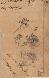 Page from Tales of a Parrot Tuti-nama: text page by Unbekannt