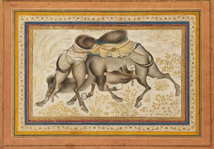 Page from a dispersed muraqqa‘, or album, depicting two camels fighting, painting c1675