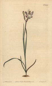 Painted flowered ixia by Unbekannt