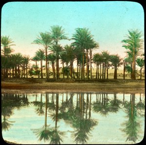 Palm trees reflected in water, India, late 19th or early 20th century by Unbekannt