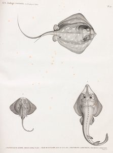 Lymme Stingray