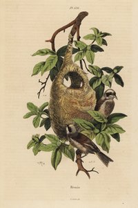 Penduline Tit and Nest