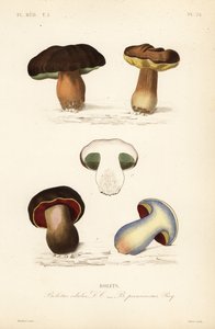 Penny bun or porcini mushroom, Boletus edulis, and the lurid bolete, Suillellus luridus by Unbekannt