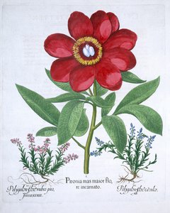 Peony and Two Polygalons