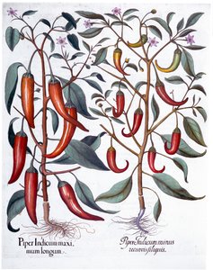 Peppers by Unbekannt