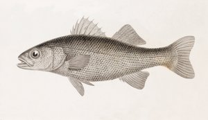 Perch Sinueuse, Close-Up