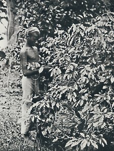 Picking Coffee by Unbekannt