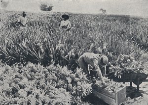 Pineapple Field, Queensland by Unbekannt