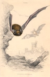 Pipistrelle Bat by Unbekannt