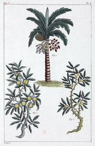 Medicinal Plants, China by Unbekannt