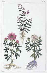 Medicinal Plants, China