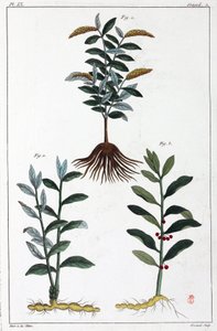 Medicinal plants, China by Unbekannt
