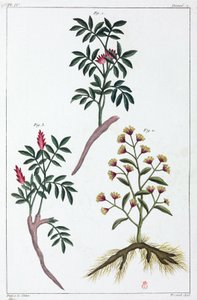 Medicinal Plants, China by Unbekannt