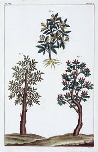 Medicinal Plants, China by Unbekannt