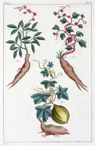Medicinal Plants, China by Unbekannt