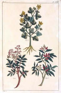 Medicinal Plants, China by Unbekannt