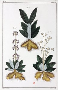 Medicinal plants, China by Unbekannt