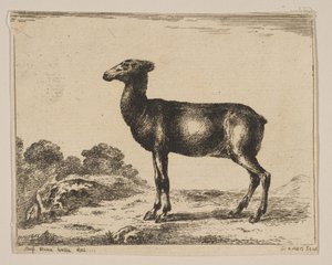 Plate 15: Doe, from Various Animals by Unbekannt