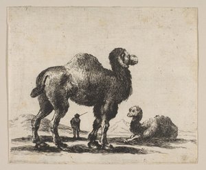 Plate 17: Camels, from Various Animals by Unbekannt