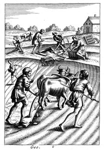 Ploughing with oxen, sowing seed broadcast and harrowing