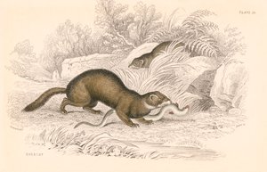 Polecat Mustela Putorius, Member of the Weasel Family by Unbekannt