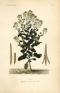 Polish Canola or Canola Oil Plant by Unbekannt