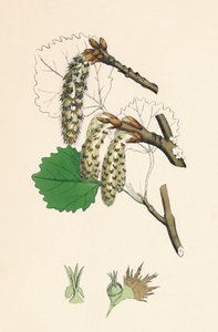 Populus tremula. Aspen, 19th Century by Unbekannt