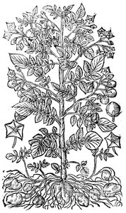 Potato, 1640 by Unbekannt