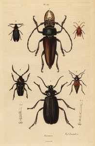 Psalidognathus friendii, Madre de la Culebra, Acanthinodera cumingii, Allocerus dilaticorne, Callipogos barbatus, Anacolus sanguineus and Prionus flavipennis