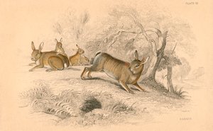 Rabbit Oryctolagus cuniculus