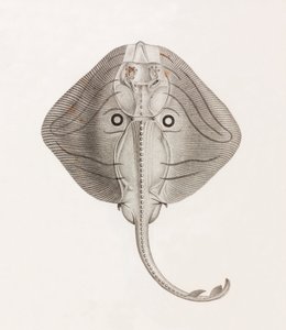 Banded Ray