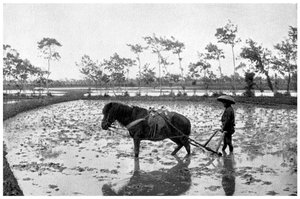 Raking a Rice Field, Japan, 1904 by Unbekannt