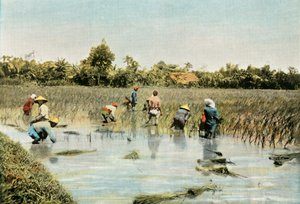 Harvesting Rice