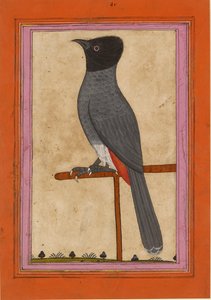 Red-vented Bulbul, early 19th century
