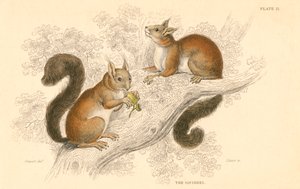 Red Squirrel, Tree-Living Rodent Native to Europe and Asia