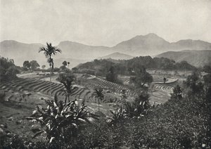 Terraced Rice Fields, 1926 by Unbekannt