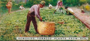 Removing Tobacco Plants from Bed by Unbekannt