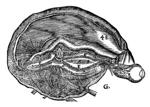 Rene Descartes Diagram of the Human Brain and Eye