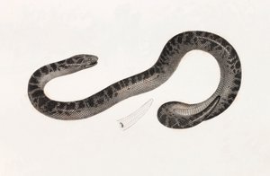 Reptiles: A Snake from Delta Book: 