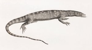Reptiles: Ouaran of Forskal by Unbekannt