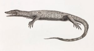Reptiles: Tupinambis from the Nile by Unbekannt