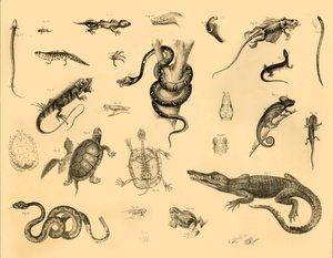 Reptiles